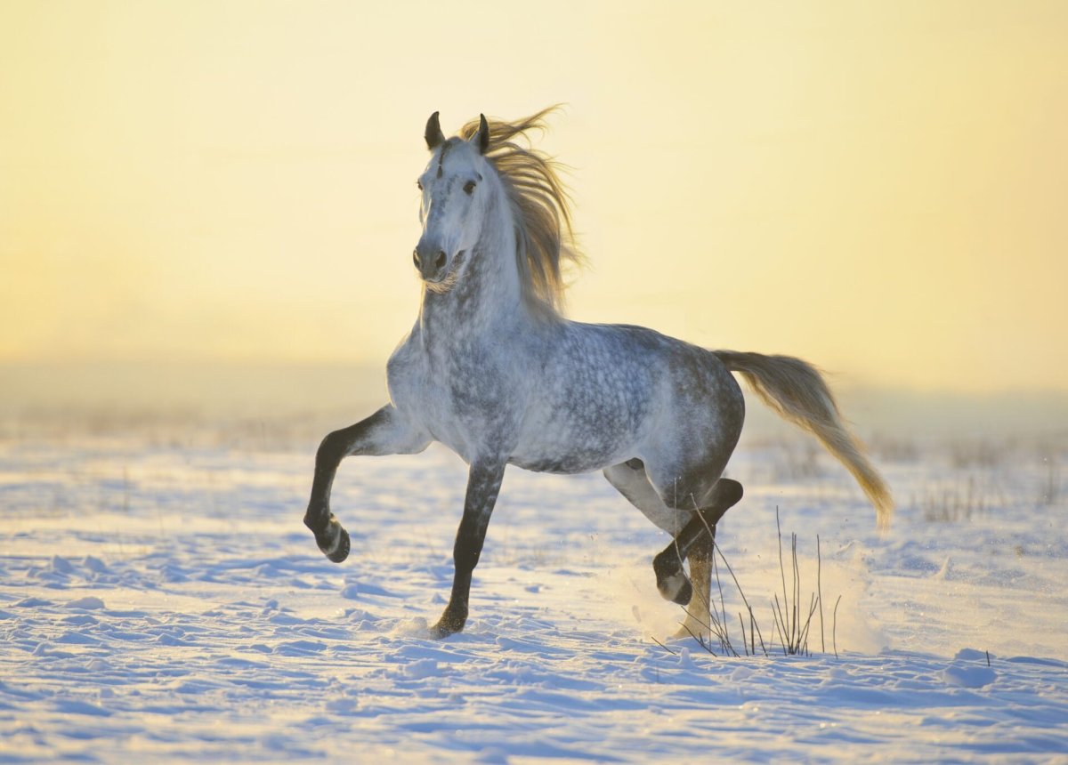 Пегий Орловский рысак