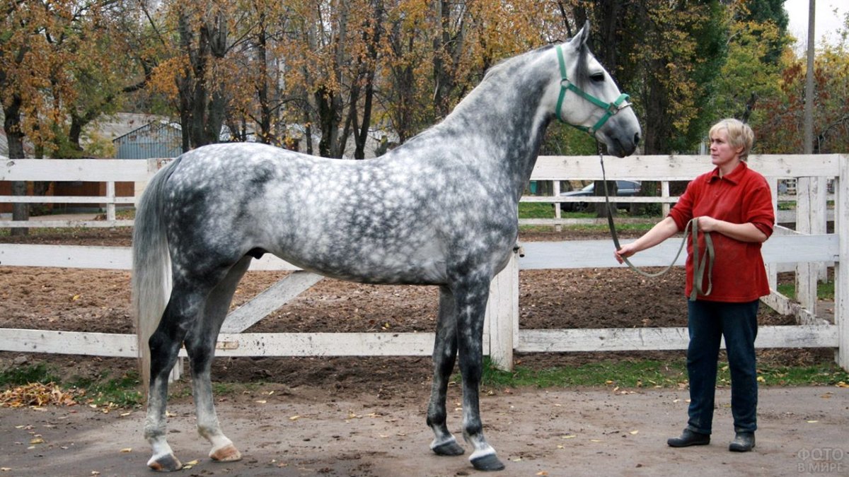 Кони Орловские рысаки