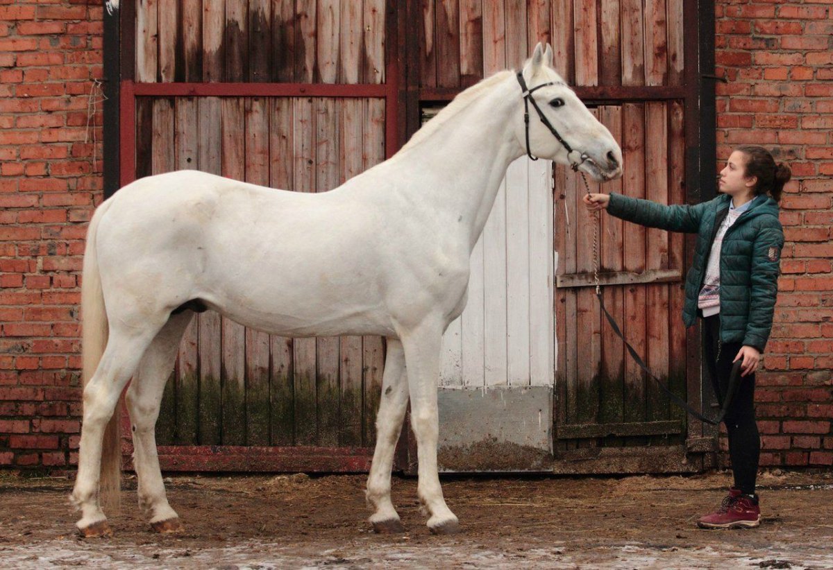 Европейская лошадь