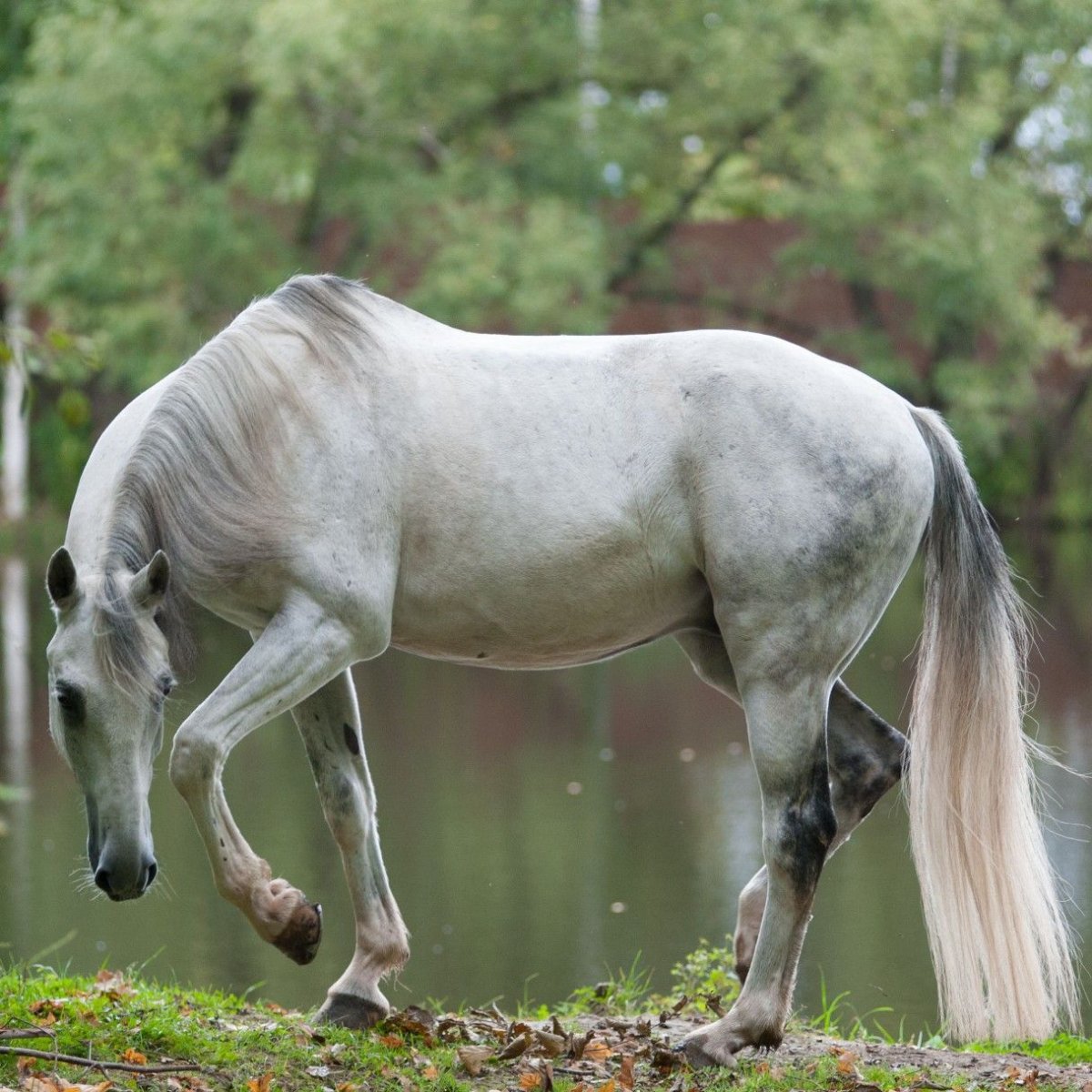 Левкой Орловский рысак