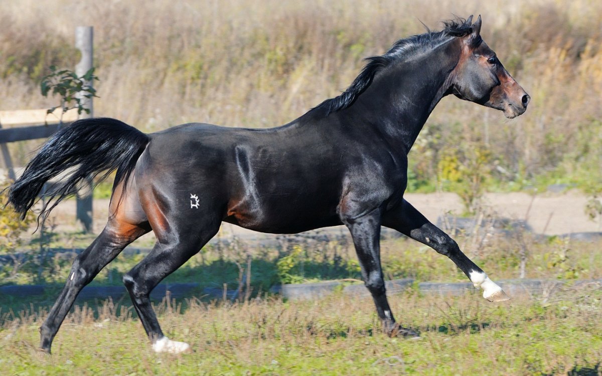 Стремительный гнедой рысак