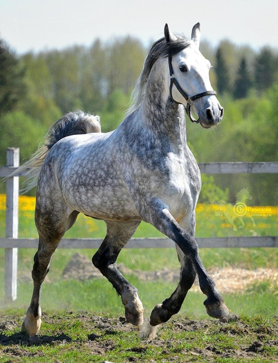 Орловский рысак масти