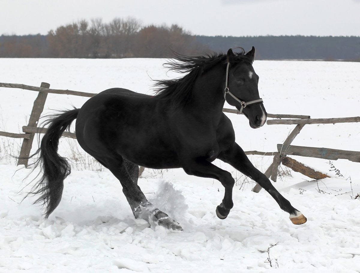 Лошади русские зимой