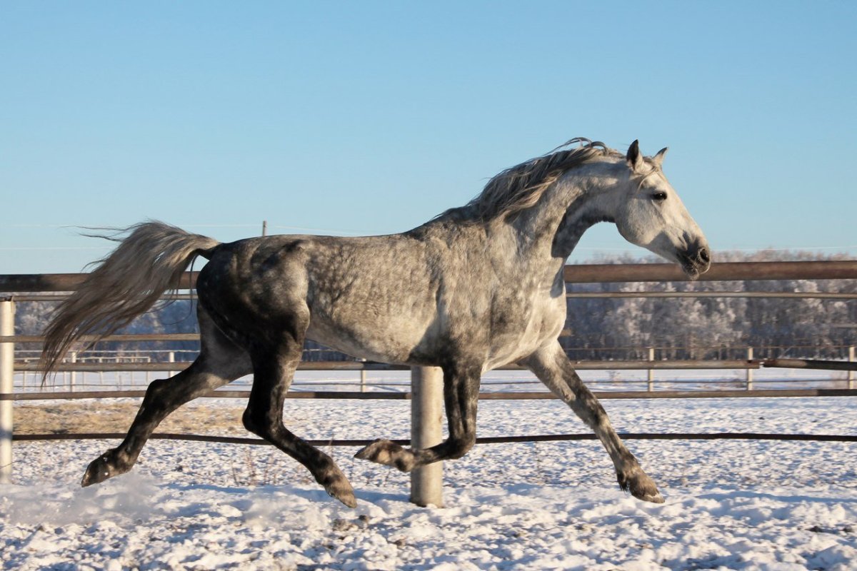 Орловская рысистая порода лошадей