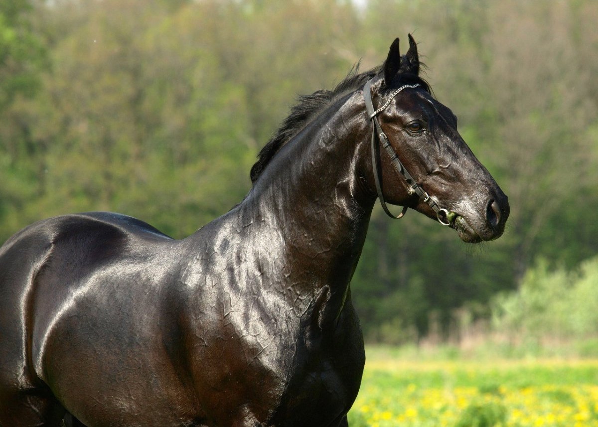 Орловский рысак вороной