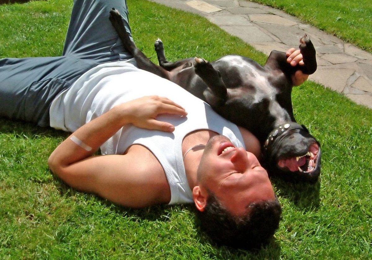 Питбуль с человеком