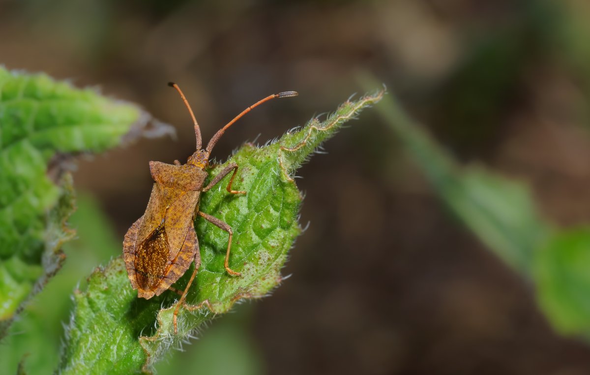 Японский клоп (Япончик)