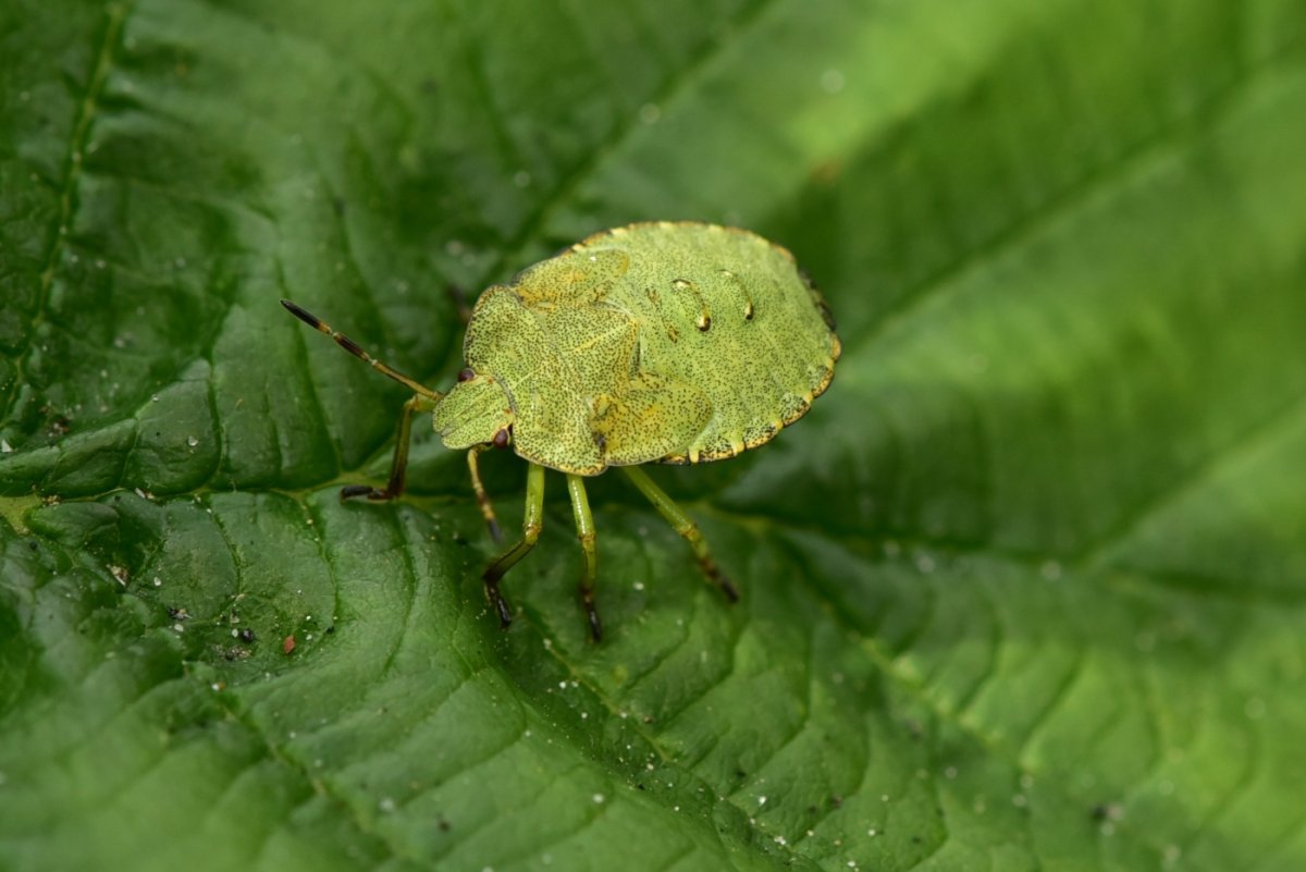 Клоп слепняк Жук