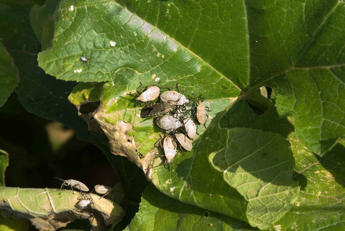 Укус энцефалитного клеща