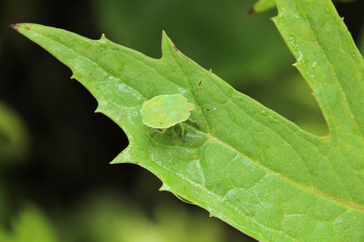 Земляничный клоп слепняк
