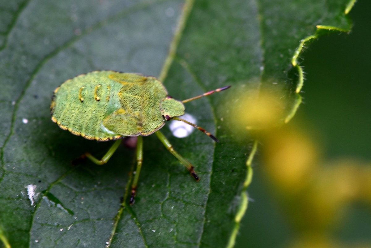 Клоп слепняк Жук