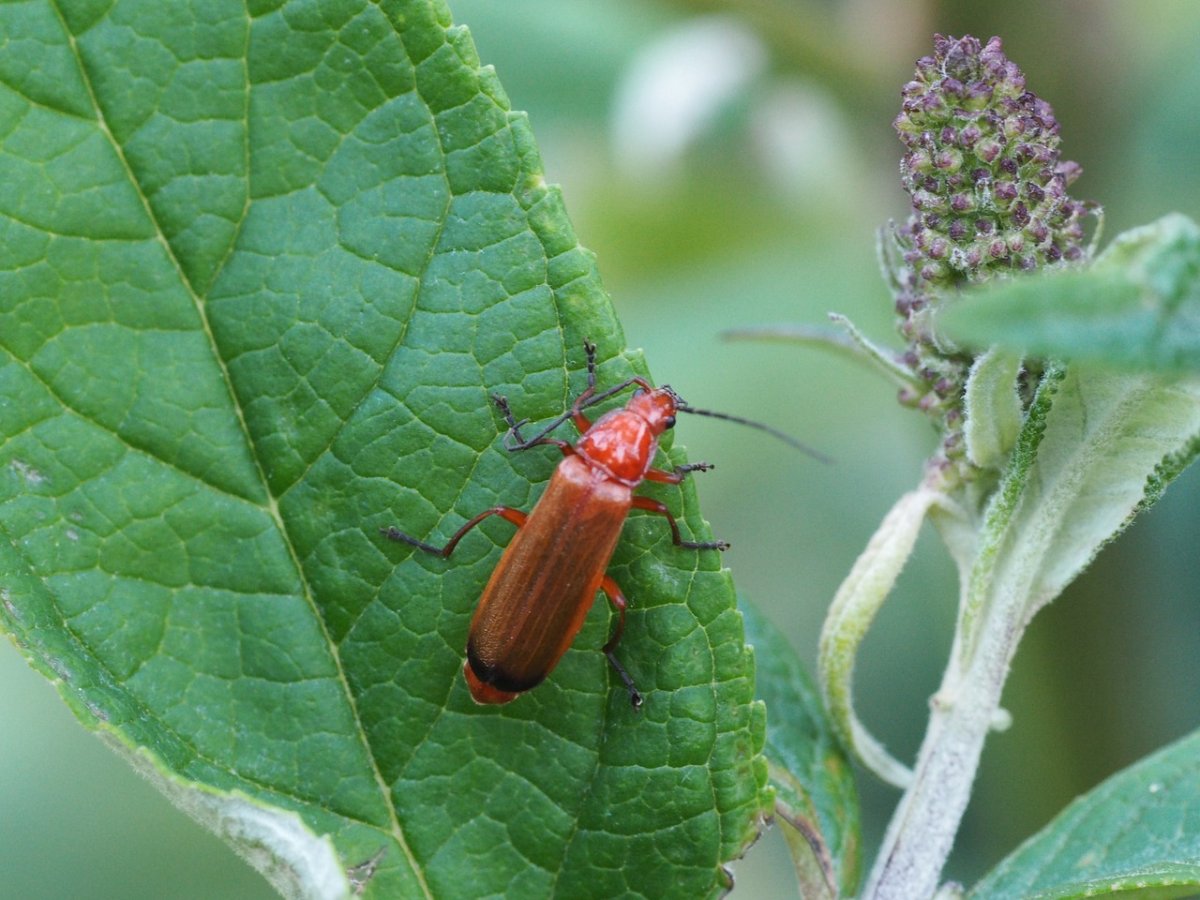 Клоп щитник полосатый красный