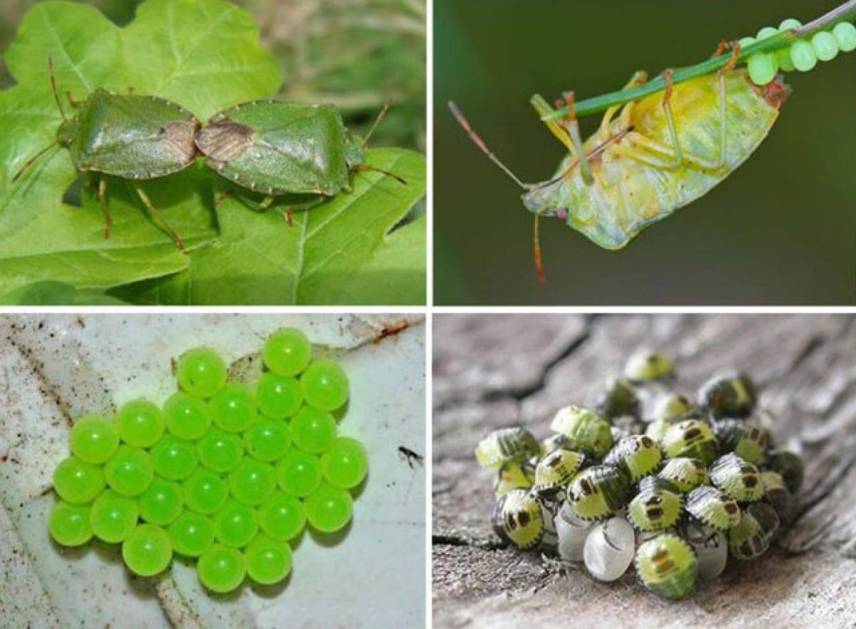 Дубовый клоп Кружевница