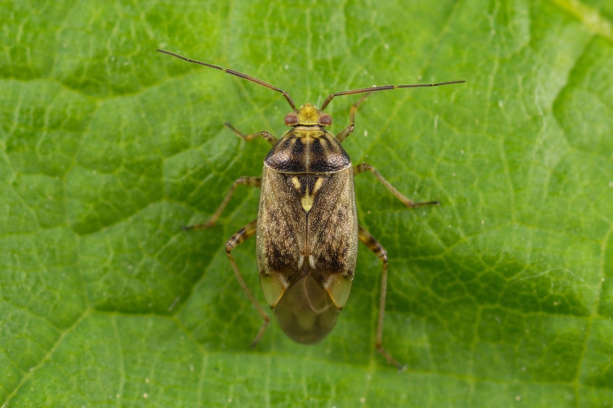 Клоп зеленый - Palomena prasina