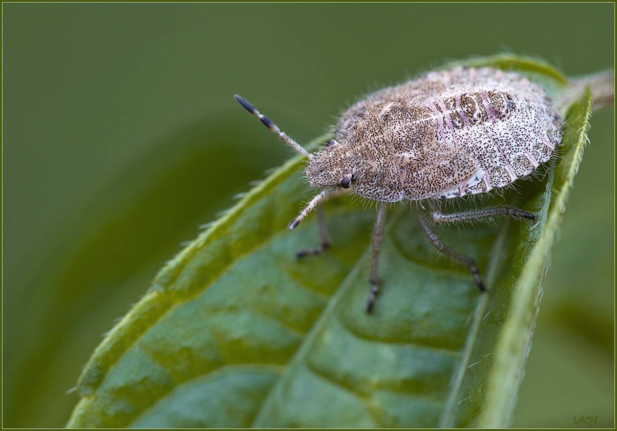 Клоп слепняк на клубнике
