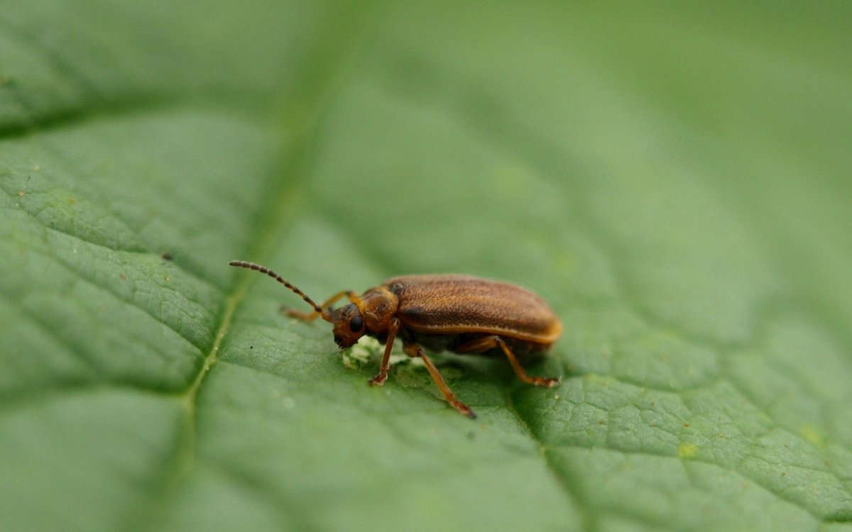 Люцерновый клоп личинки