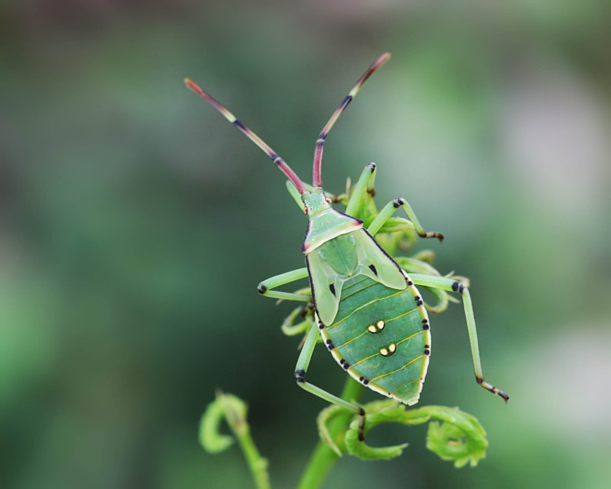 Paroplites Australis