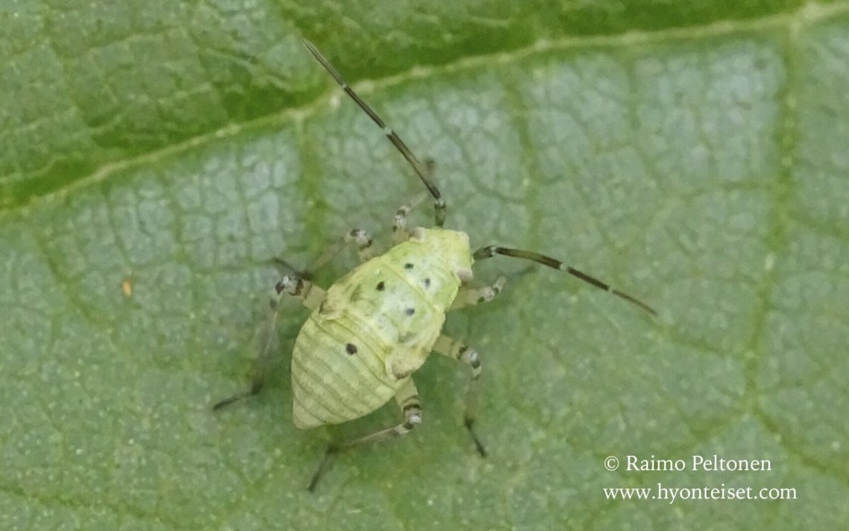 Личинка Божьей коровки и тля Тип