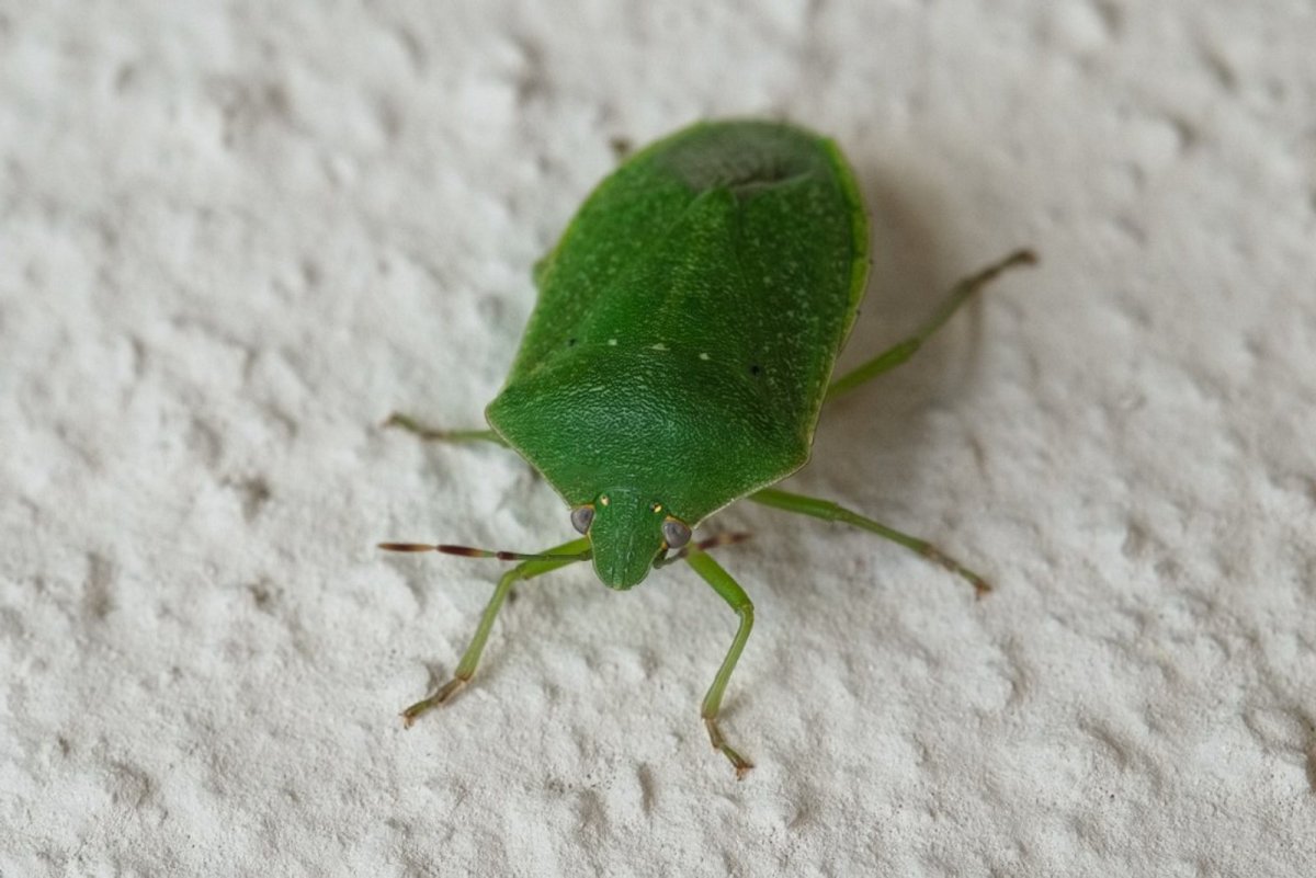 Щитник зелёный древесный личинки