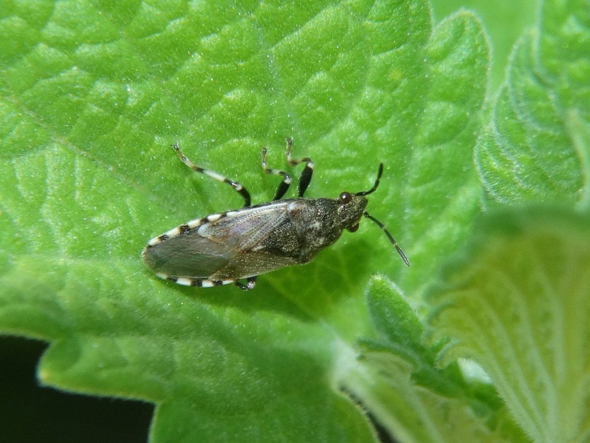 Щитник зелёный древесный яйца