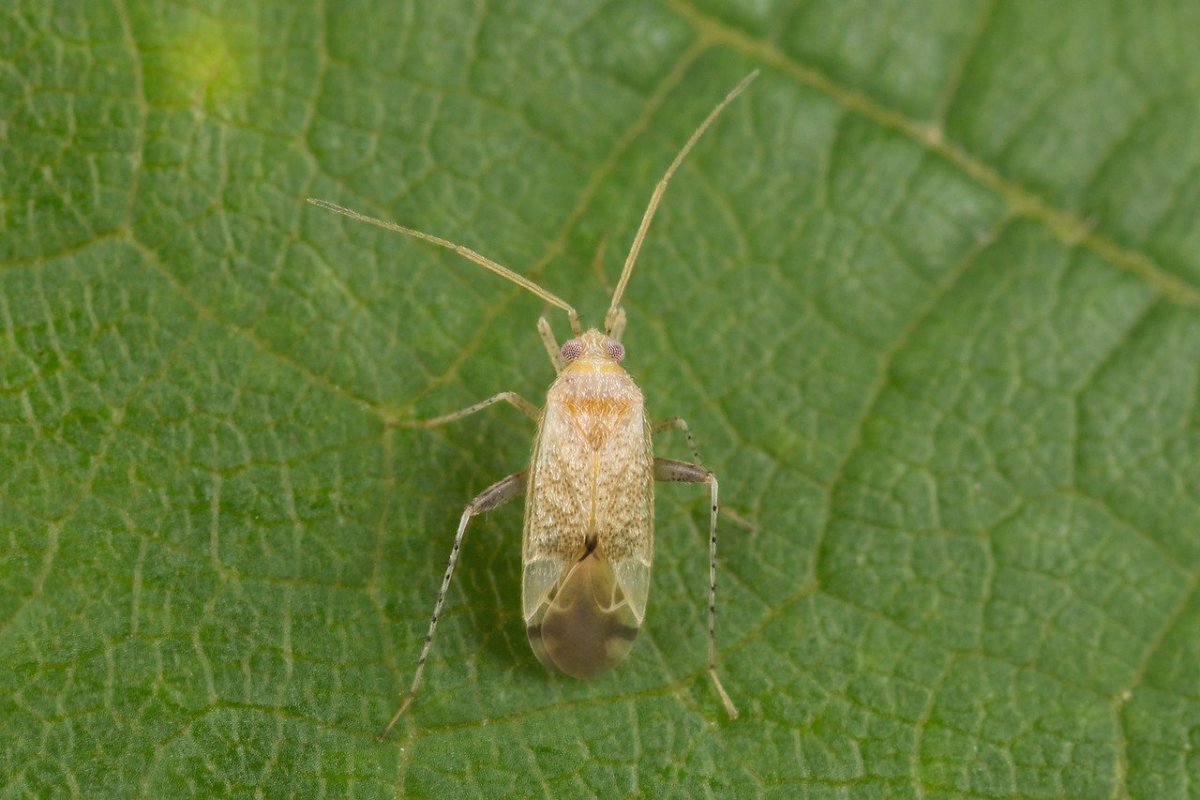 Щитник Nezara viridula