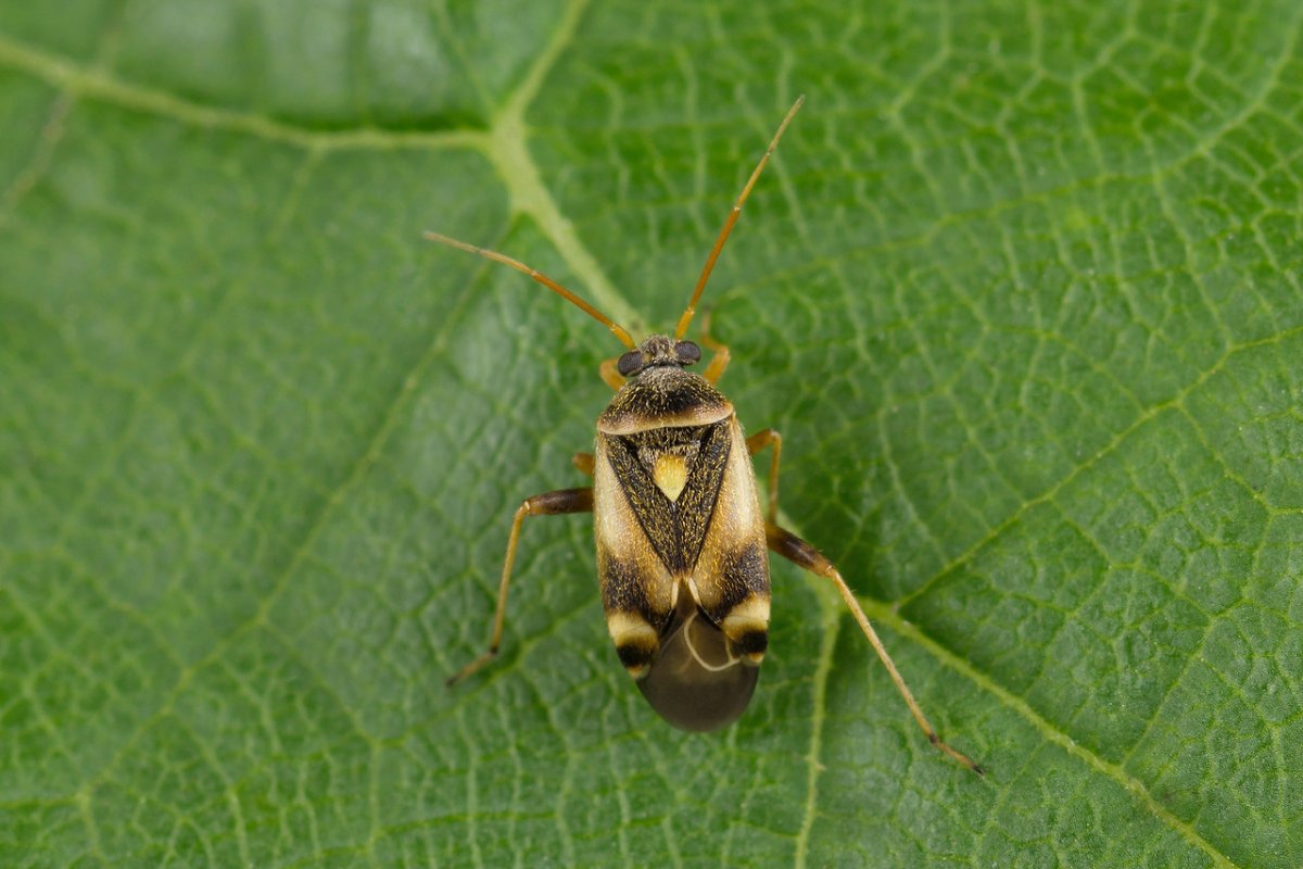 Щитник-черепашка Жук Пикассо