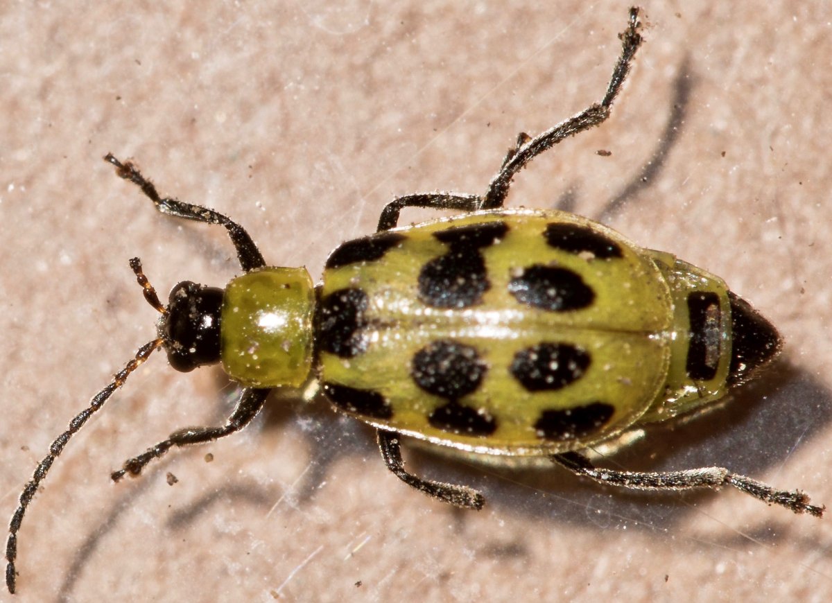 Кузнечик Шелковниковой