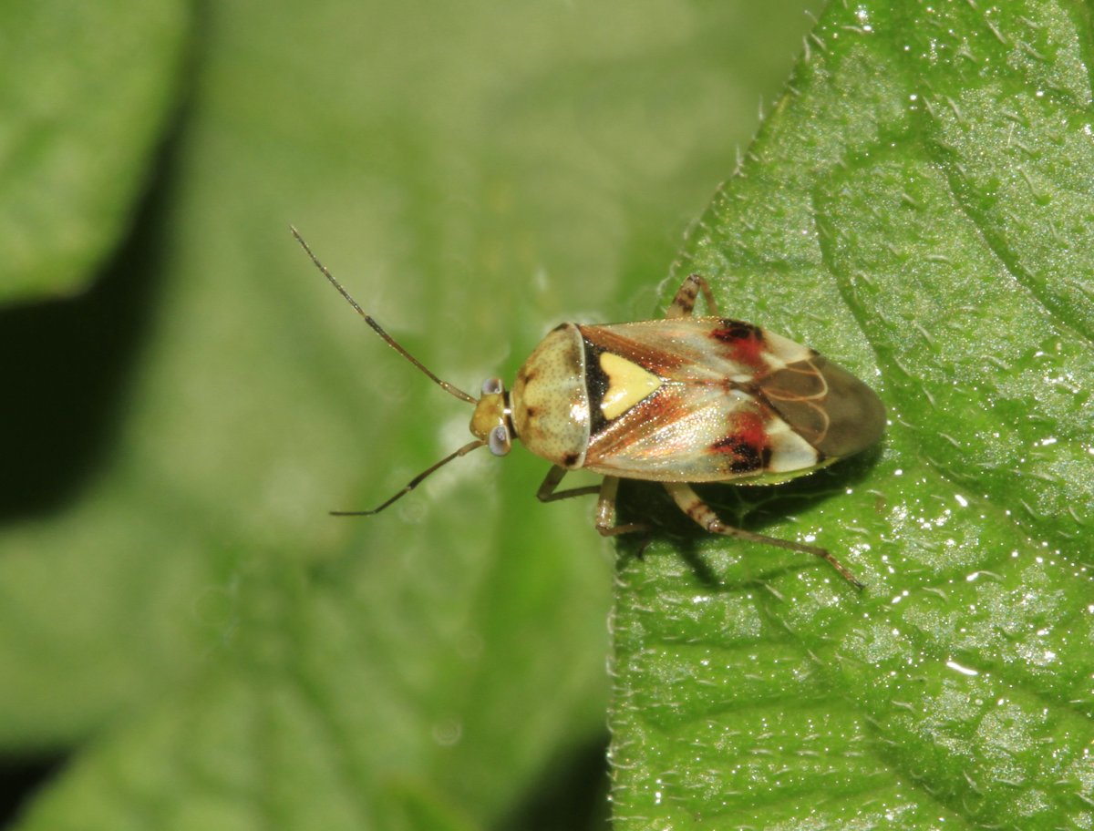 Клоп черный