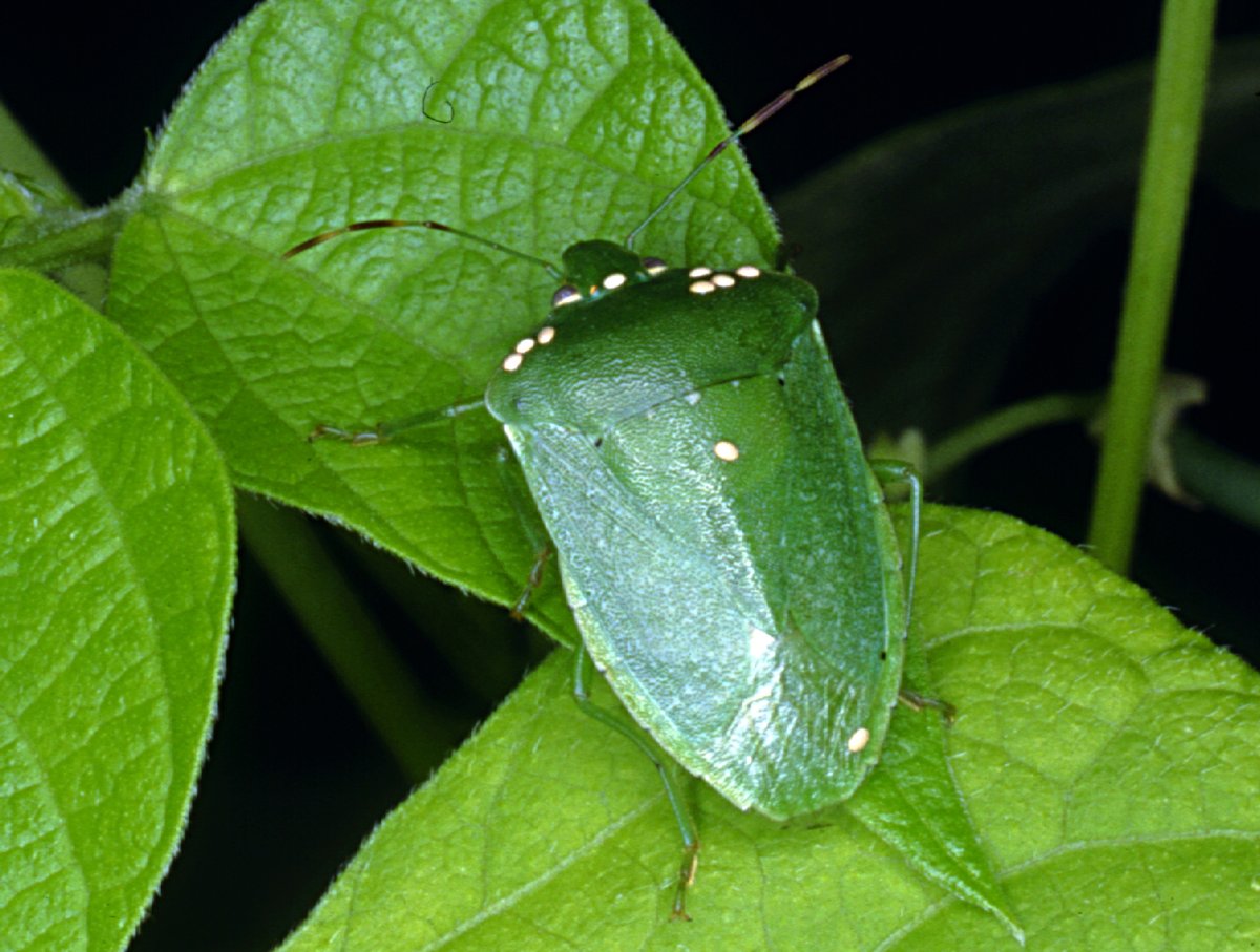 Луговой клоп (lygus pratensis)