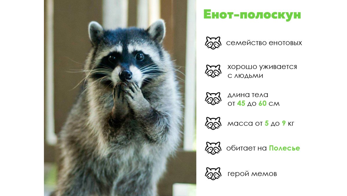 Енот новый год