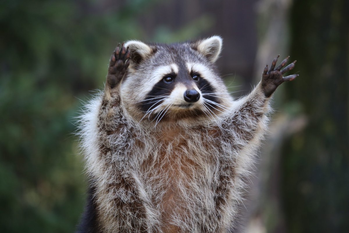 Raccoon gargle