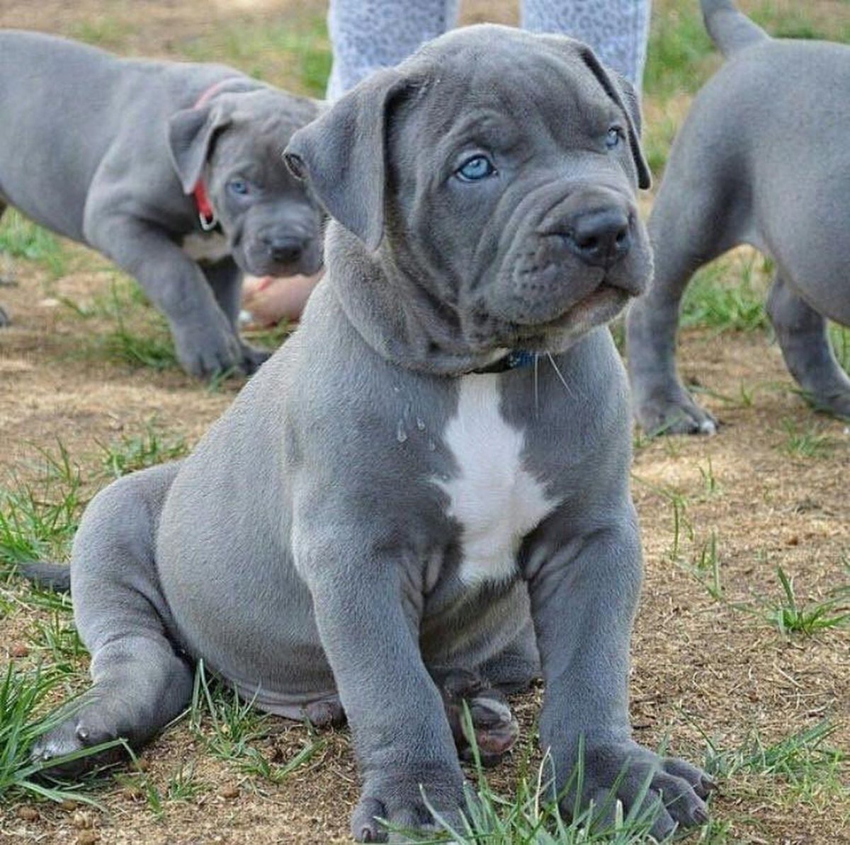 Черный питбуль Instagram