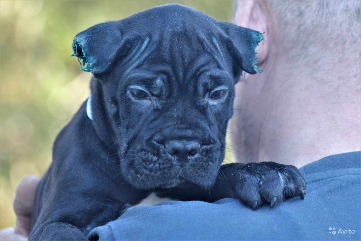 Американский питбультерьер черный злой