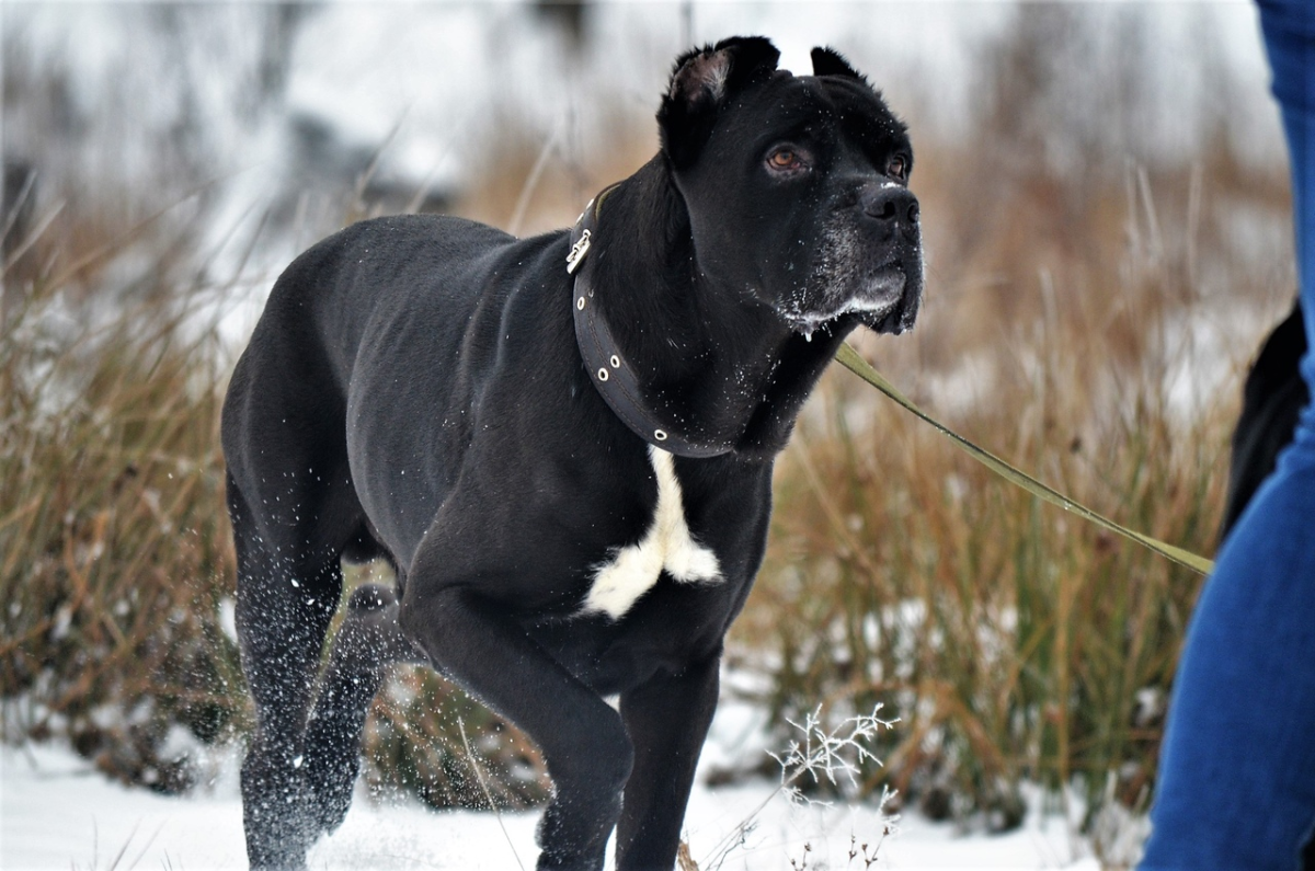 Кане Корсо детеныш