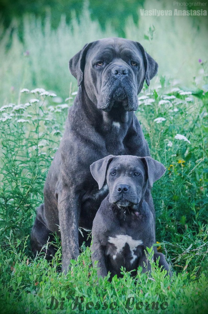 Кане Корсо собака пепельный