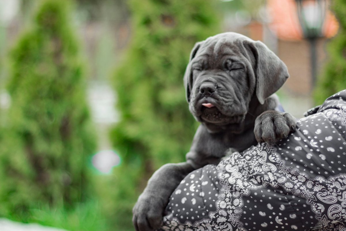 Кане Корсо голубой