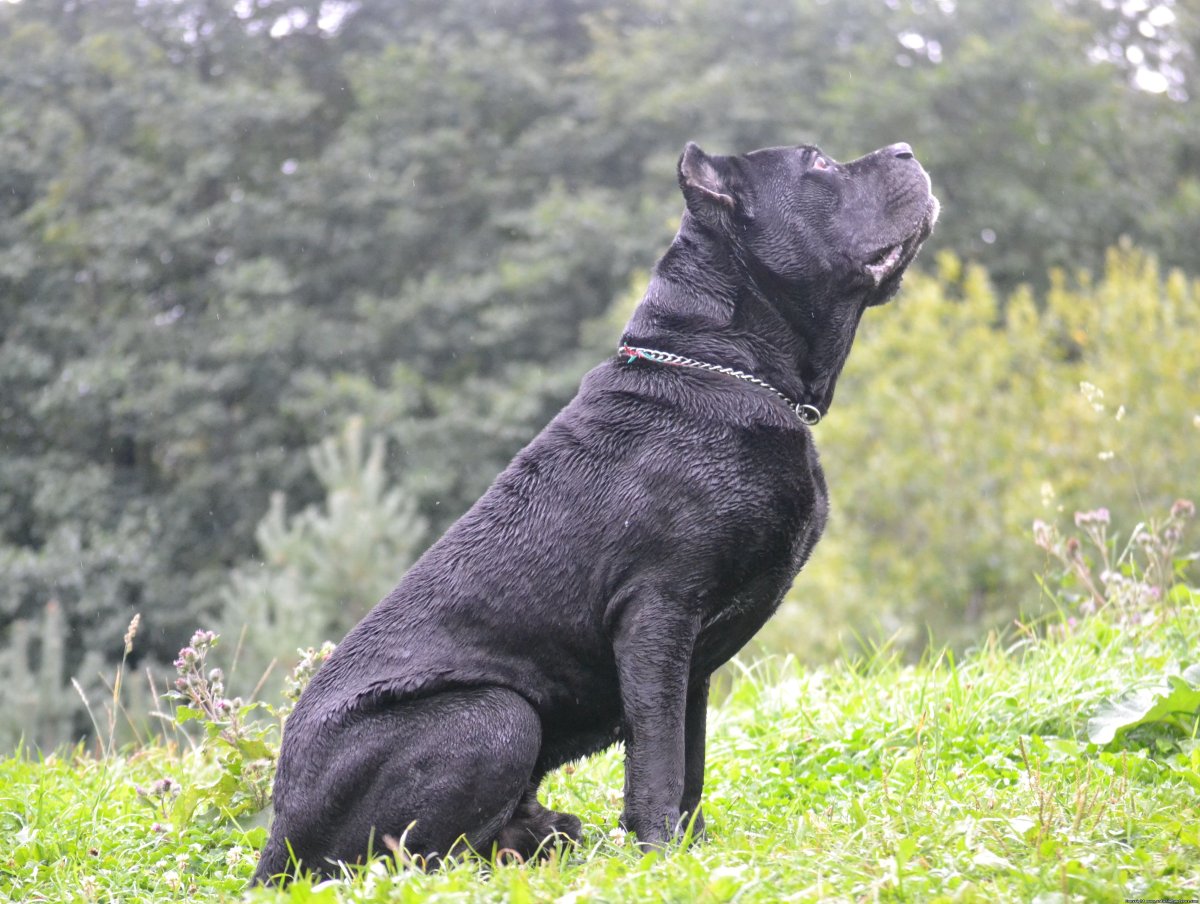 Кане Корсо голубой