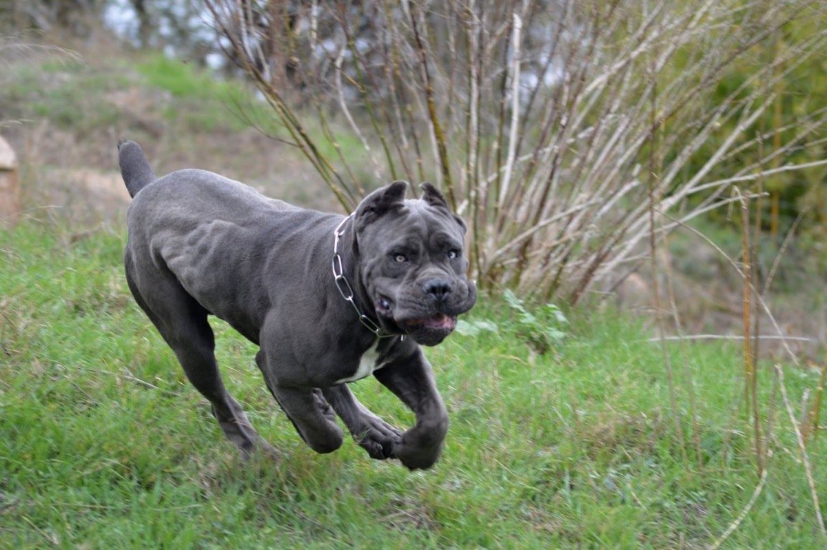 Кане Корсо щенки голубые