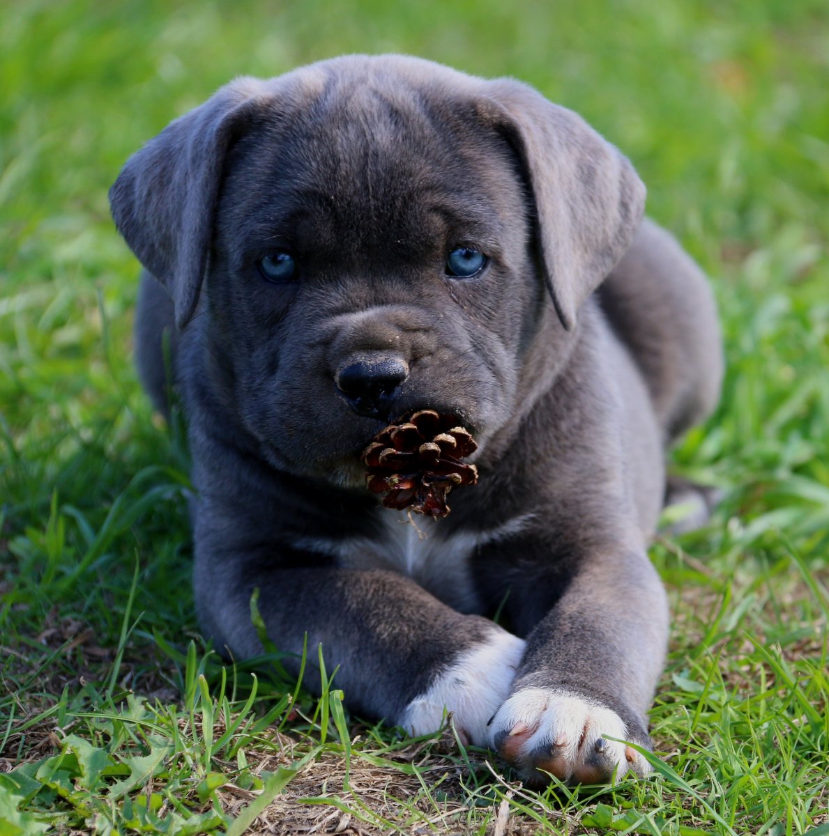 Кане Корсо стандарт