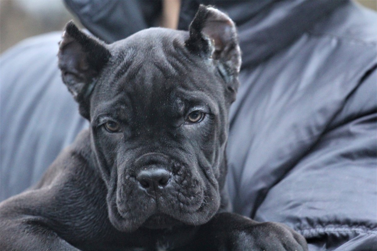 Стаффордширский терьер ч