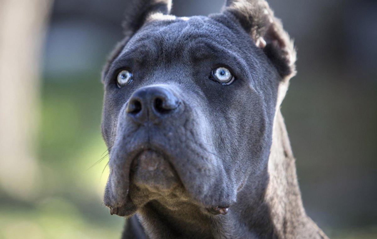 Кане Корсо черный