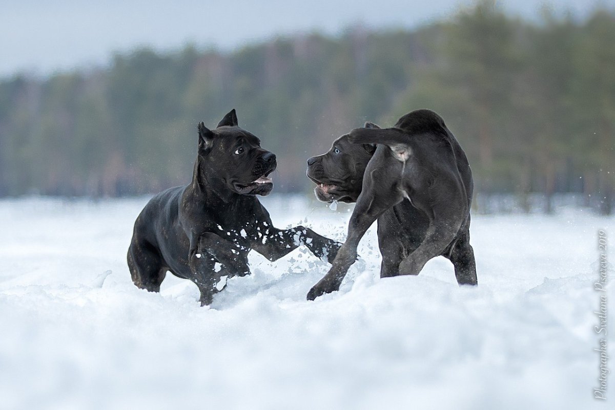 Кане Корсо щенок черный