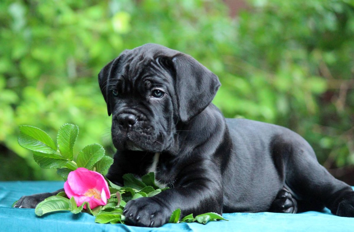 Корса спаниель