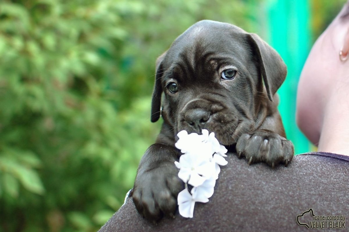 Итальянский мастиф Кане-Корсо