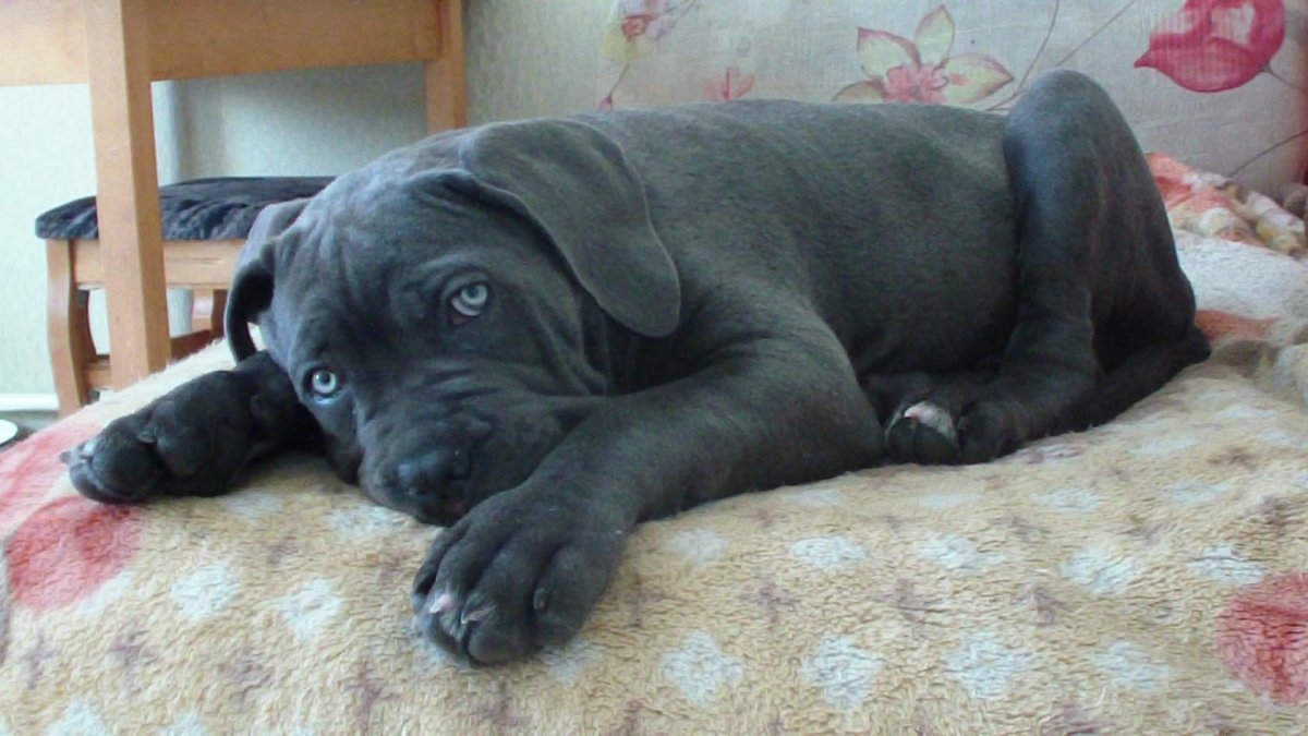 Кане Корсо лапы