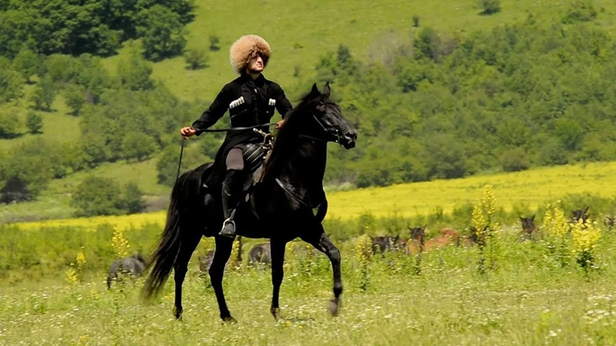 Шагди Кабардинская порода лошадей