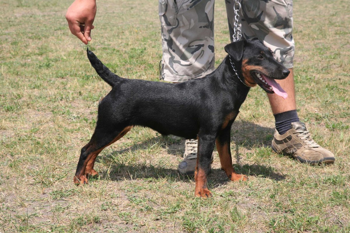 Метисы такса Ягдтерьер