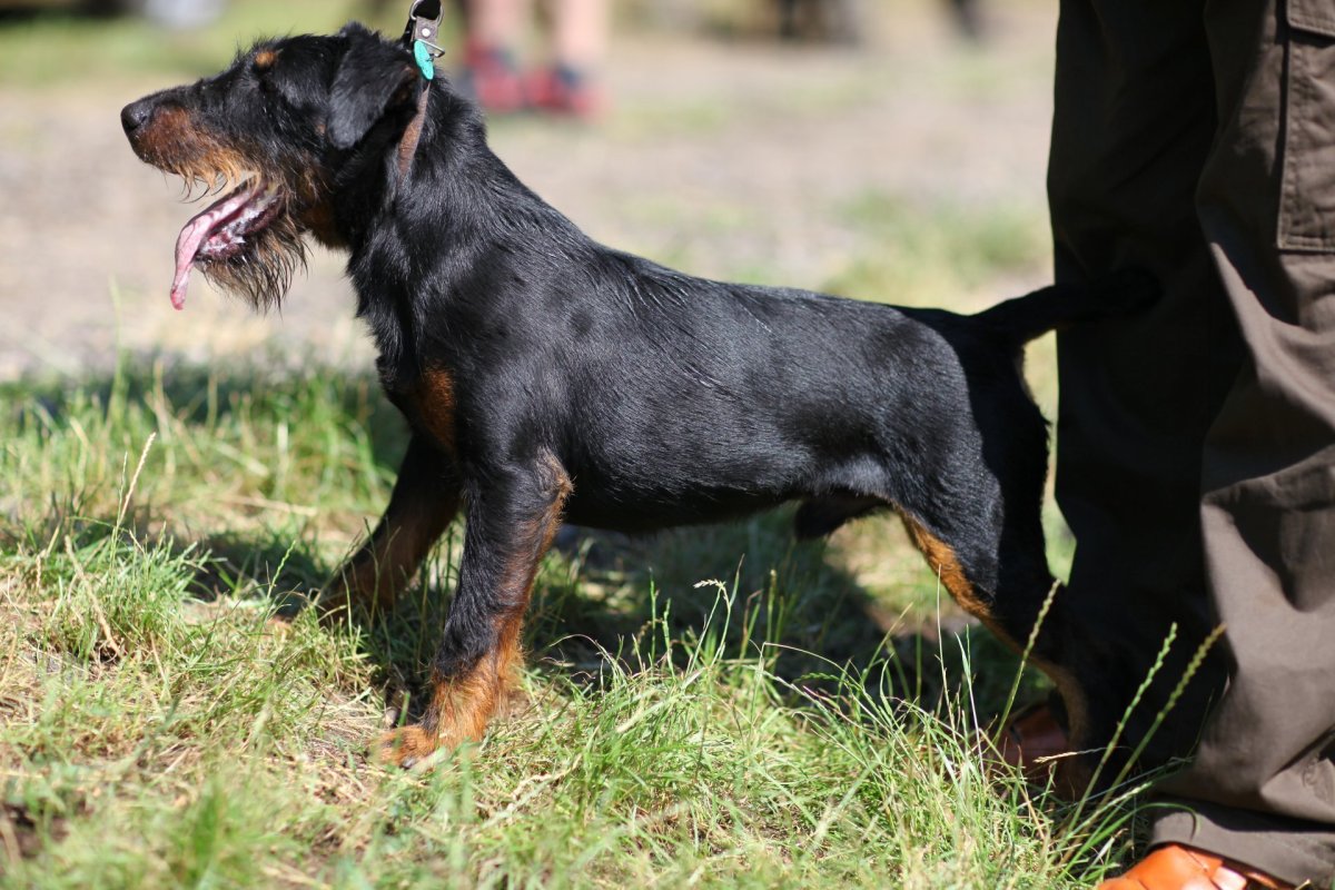 Ягдтерьер черный гладкошерстный