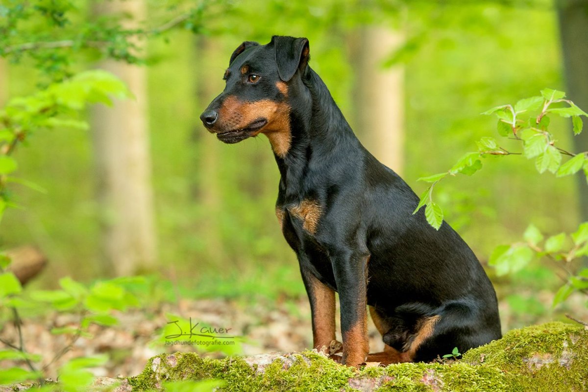 Ягды собаки