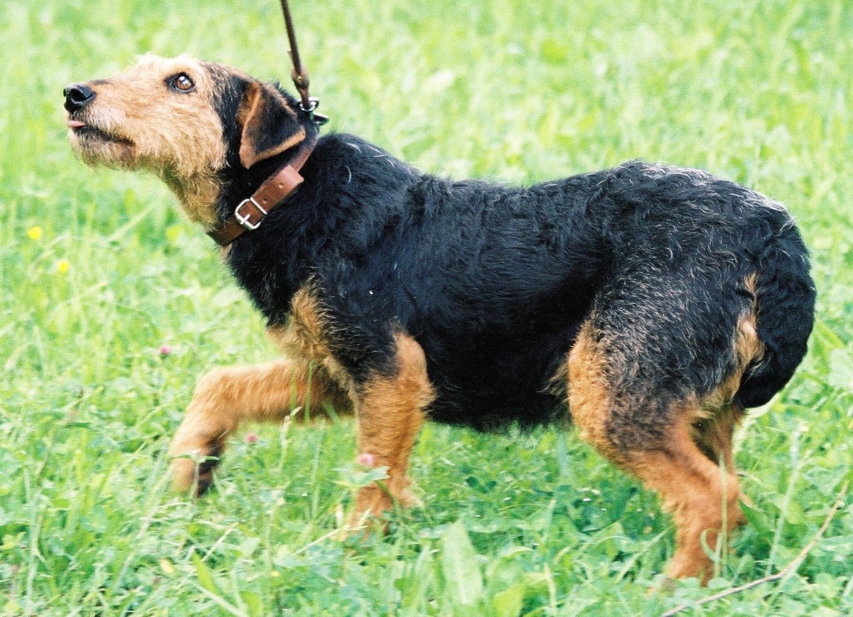 Ягдтерьер морда